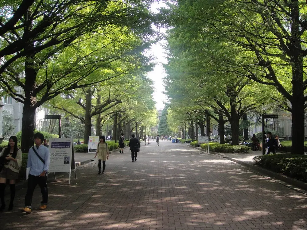Icho Namiki ginkgo avenue, Aoyama Minato Tokyo — Death Note Misa Amane wealthy district