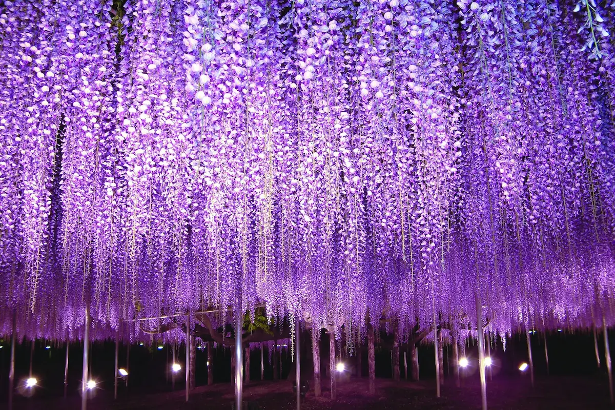 Ashikaga Flower Park wisteria at night — real-life Mt. Fujikasane Final Selection from Demon Slayer