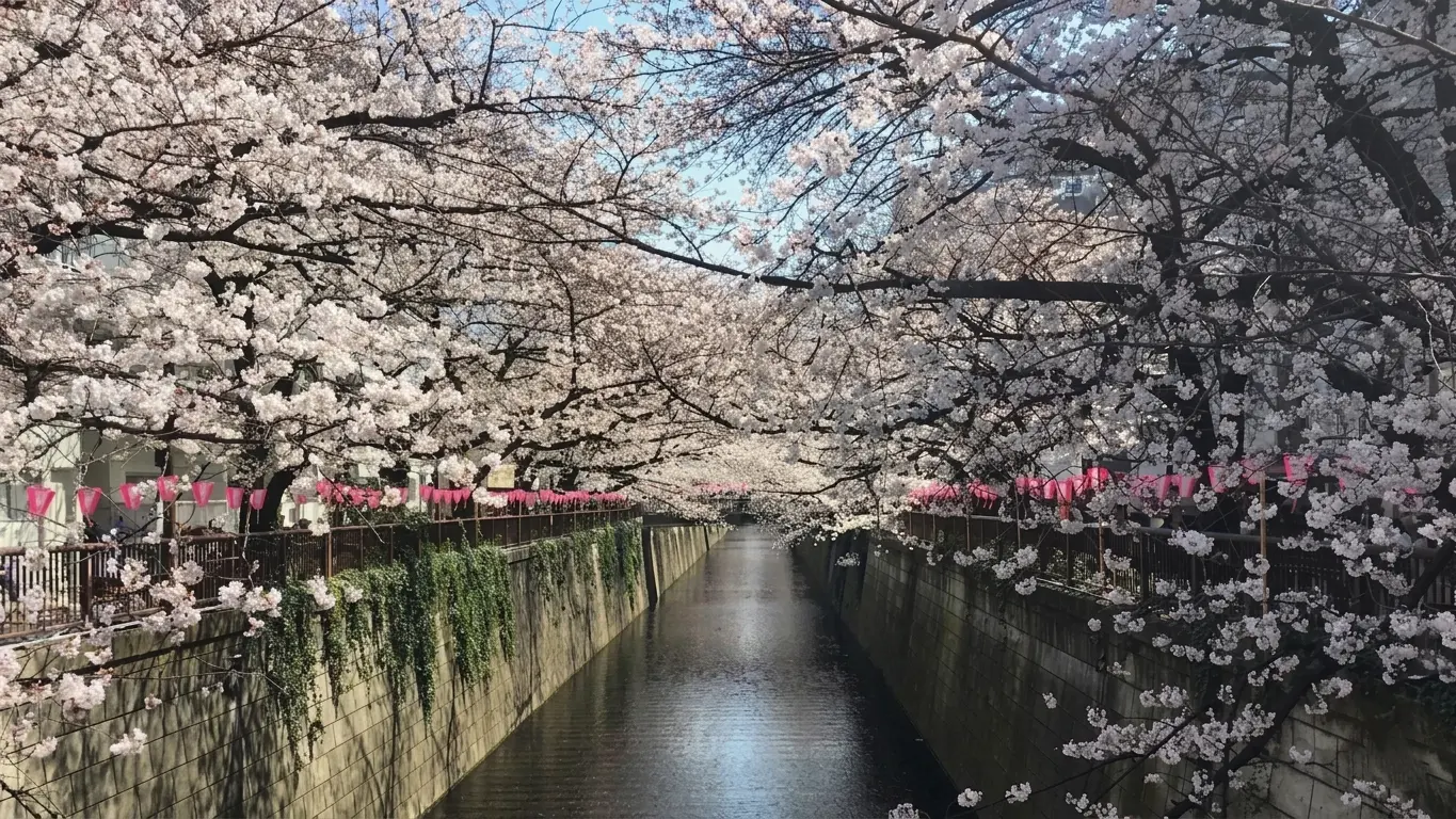 Meguro River in Nakameguro with sakura cherry blossoms and riverside cafes, Tokyo